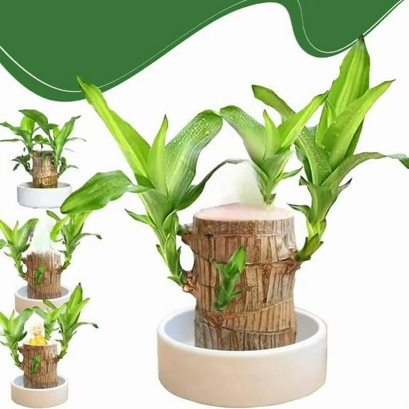 [Easter's Gift]Brazilian Wood Plant,Fortune Brazil Wood Potted Plant,Brazilian Wood Hydroponic Plant, Brazilian Lucky Wood,Mini BrazilWood for Desktop Decoration, with Plastic Tray