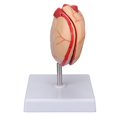 thumbnail image 3 of Yazoeia Human Stomach Model Simulated Stomach Anatomy Model Display Props for School Classroom Hospital Study MR318-3776, 3 of 13