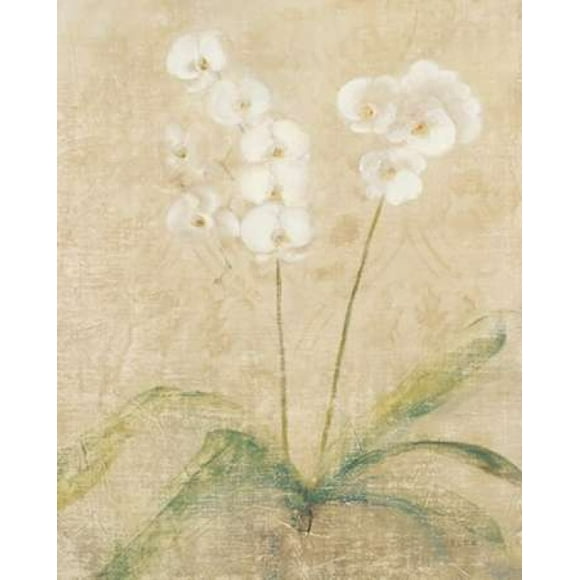 Orchid Cool Poster Print by Cheri Blum (24 x 30)
