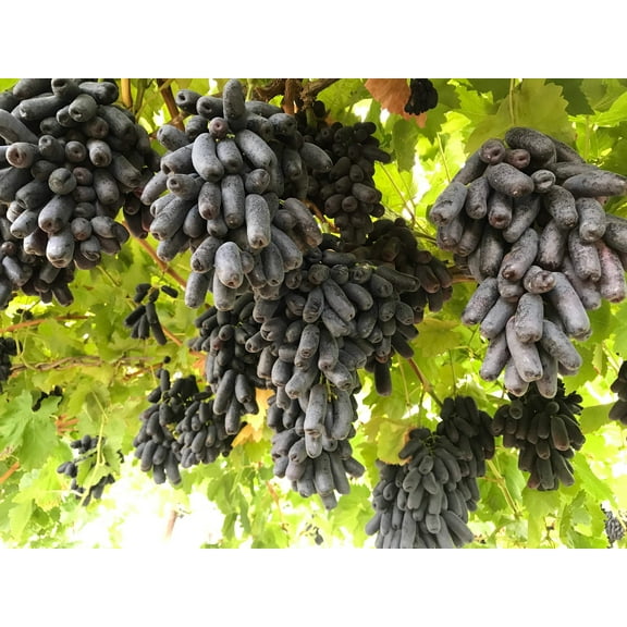 5 *Seeds BLACK FINGER GRAPE Vitis Viniferia Fruit Vine Seeds