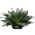 thumbnail image 4 of Live Janet Craig Compacta Plant - Low Light - Easy Care Dracaena - 4" Decorative Pot - Thorsen's Greenhouse, 4 of 5