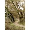 thumbnail image 2 of Blaustein, Alan 17x24 White Modern Wood Framed Museum Art Print Titled - Oak Tree - 49, 2 of 4