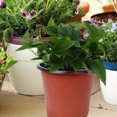 thumbnail image 2 of MasteelfCA 10PCS Plastic Plant Flower Pots Nursery Seedlings Pot Lightweight Two-tone Universal Flower Plant Container Starting Pots, 2 of 7