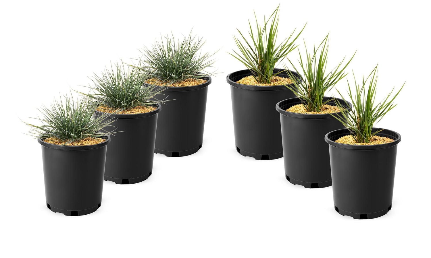 6 plants variés d’herbes, pot de 3,8 L (1 gal)