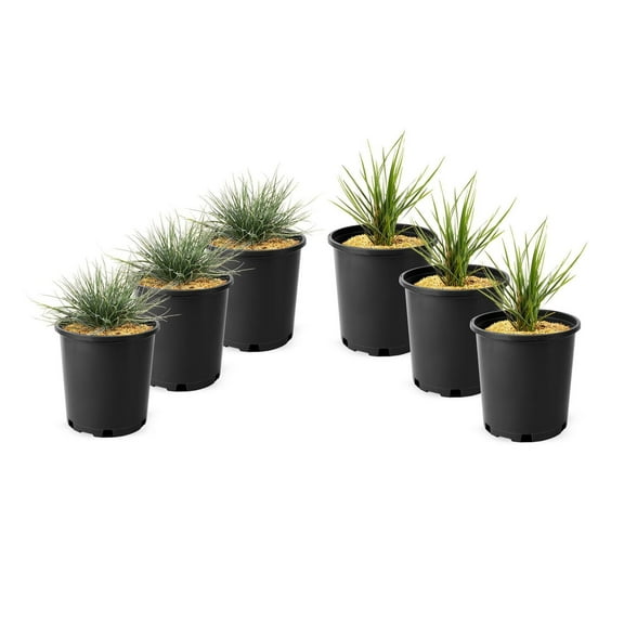 1 Gallon (3.8L) Grass Mix 6 Pack