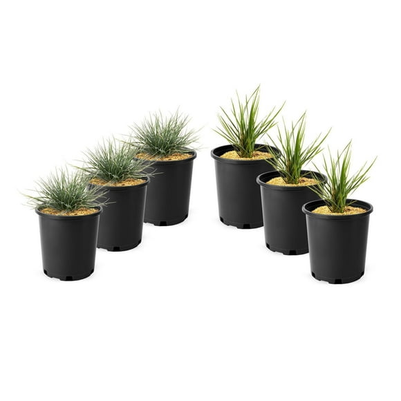 6 plants variés d’herbes, pot de 3,8 L (1 gal)
