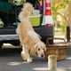 thumbnail image 4 of Recipiente hermético para golosinas para perros al aire libre. Envase hermético para alimentos para mascotas. Botella para golosinas., 4 of 4