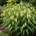 thumbnail image 6 of Northern Sea Oats Plug (2) (Chasmanthium latifolium) – Ornamental Native Grass for Shade, Drought-Tolerant, Easy to Grow, 6 of 7