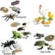thumbnail image 1 of Figuras de acción de PVC para niños, modelos de animales de simulación, minifiguras de gallo, hormiga, rana, tortuga, mosquito, ciclo de crecimiento, 1 of 7