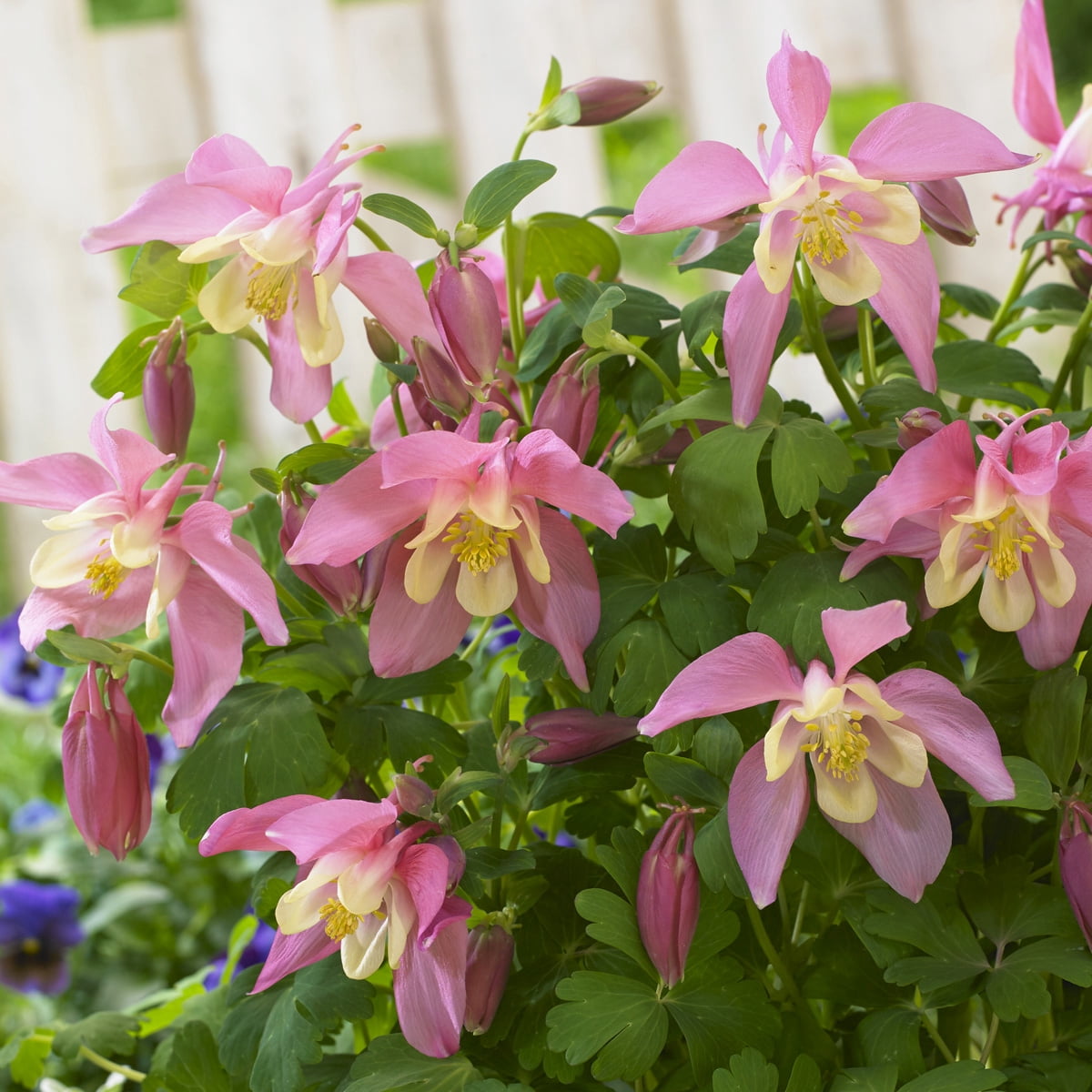 Van Zyverden Aquilegia Columbine Pink Barlow Set of 5 Plant Roots Pink Partial Sun Perennial Pollinator 1 lb
