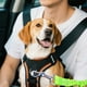 thumbnail image 4 of Cinturones para mascotas en el coche Accesorios para mascotas Cinturones elásticos reflectantes para perros Cinturones telescópicos, 4 of 4