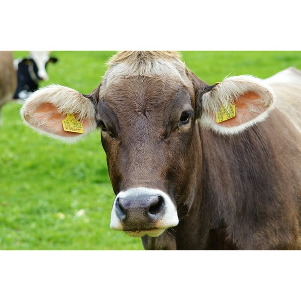 Ruminant Cows Cow Dairy Cattle Allgaƒae A A Aƒa Sa A U Cute Inch By 30 Inch Laminated Poster With Bright Colors And Vivid Imagery Fits Perfectly In Many Attractive Frames Walmart Com Walmart Com