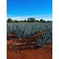 thumbnail image 4 of Pack de 6 Licor de Agave Llano Escondido Azul 1 L, 4 of 4