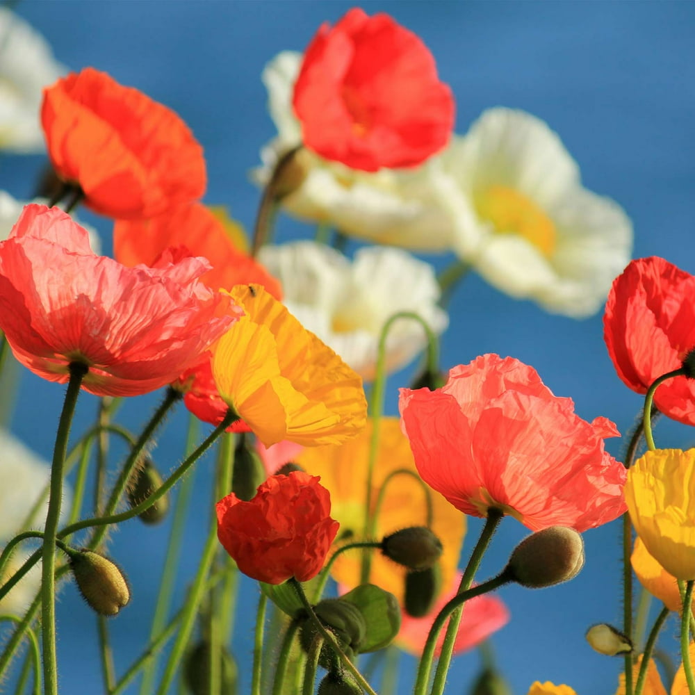 California Poppy Flower Seeds Mission Bells 4 oz Seed Pouch