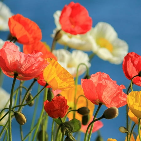 California Poppy Flower Seeds Mission Bells 1 Oz Seed Pouch