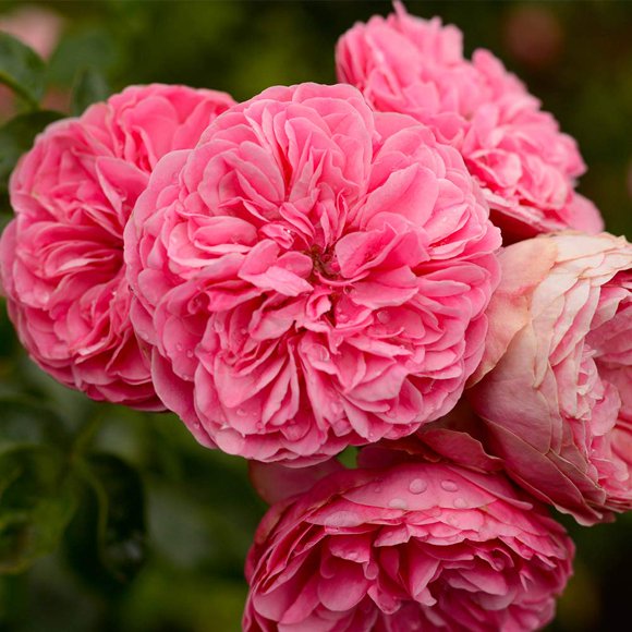 Heirloom Roses Rose Plant - Leonardo Da Vinci® Pink Rose Bush, Live Shrub Rose Plant for Planting Outdoors