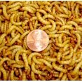 thumbnail image 1 of Gusanos de harina Surmen Legacy 500 unidades – Alimento vivo para aves, 1 of 1