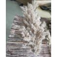 thumbnail image 2 of 20pcs Dried Pampas Grass Phragmites Communis Wedding Flower Bunch, 2 of 5