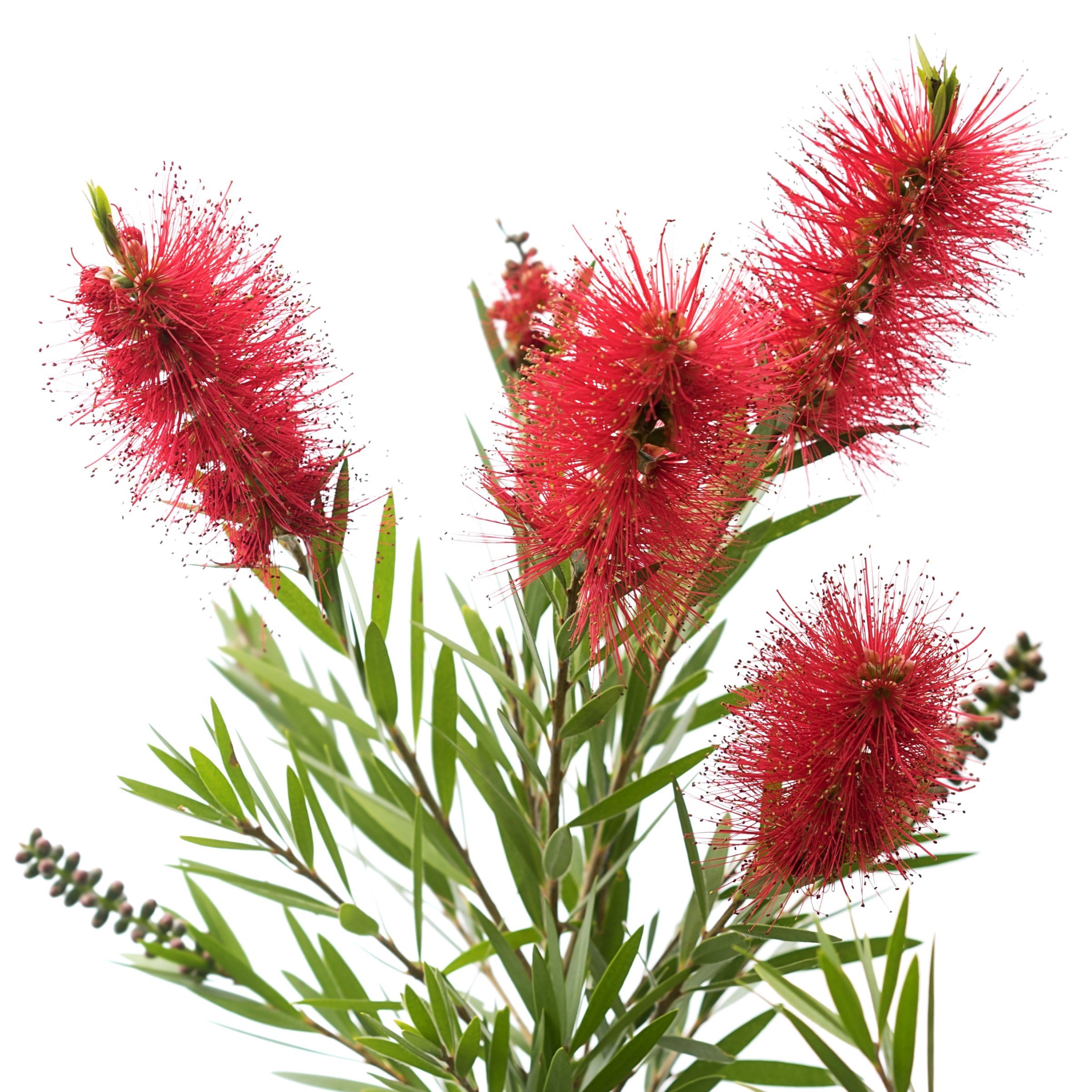 1 gal. Bottlebrush Cold Hardy Shrub with Red Flowers