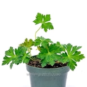 Geranium Rozanne, Cranesbill - Pot Size: 4.5in - Flowers