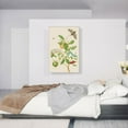 thumbnail image 2 of ARTCANVAS Branch Of Sour Guava With Carolina Sphinx Moth 1702 Canvas Art Print by Maria Sibylla Merian - Size: 40" x 26" (1.50" Deep), 2 of 9