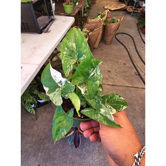 4 inch Pot -Syngonium Podophyllum Albo-Variegatum - Get similar to the picture