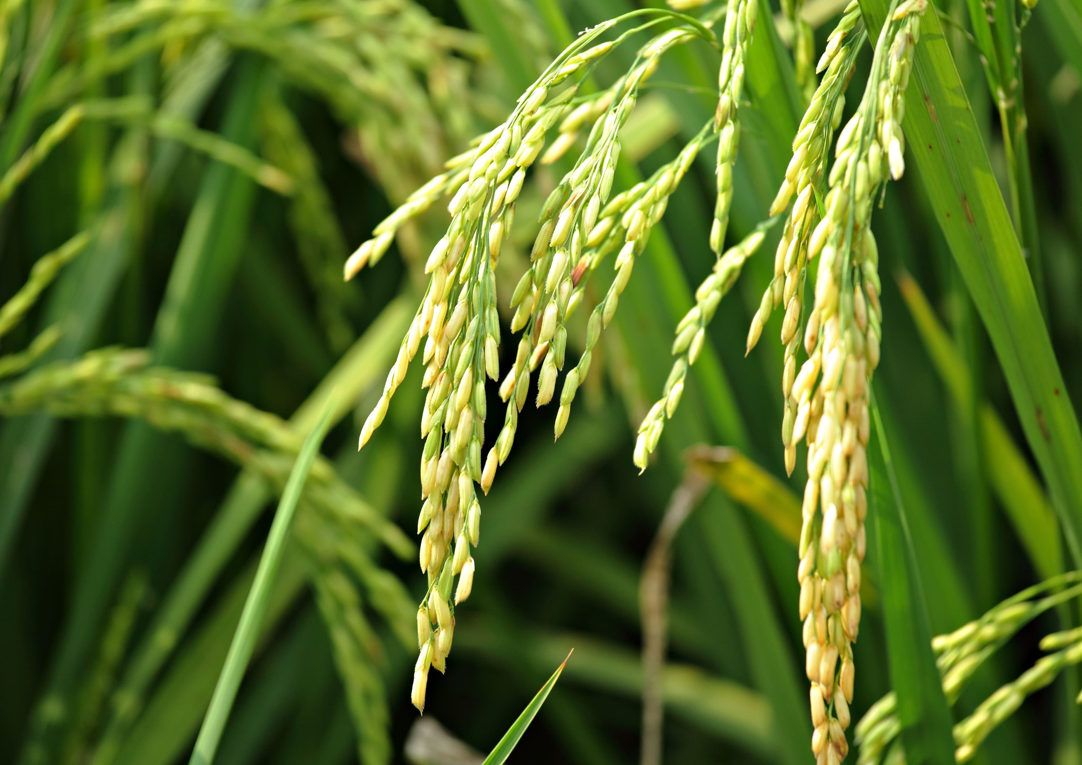 Long Grain White Rice, 12 Pounds — Kosher, Raw, Vegan — by Food to Live
