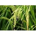 thumbnail image 7 of Long Grain White Rice, 6 Pounds — Kosher, Raw, Vegan — by Food to Live, 7 of 7