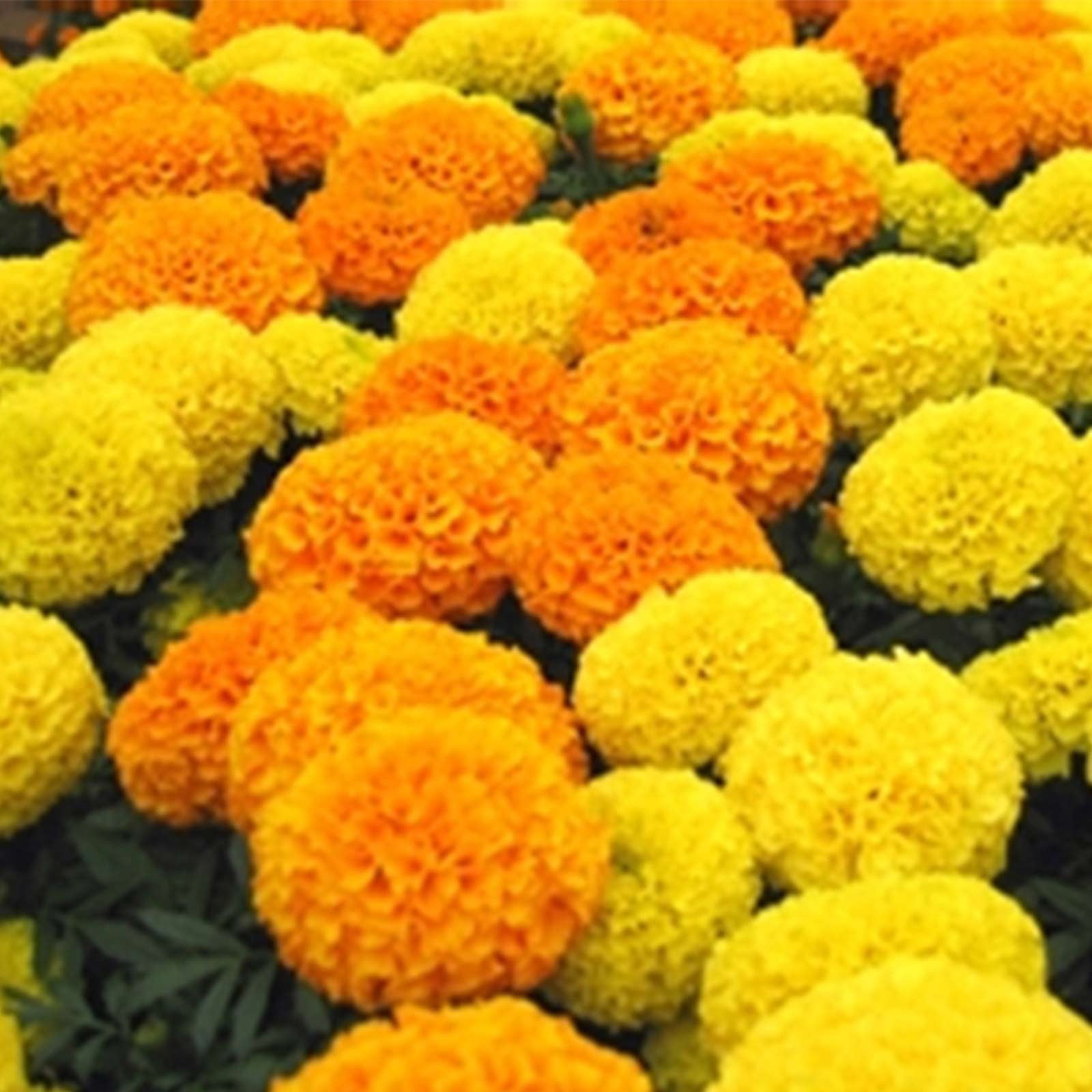 African Marigold Flower Garden Seeds Discovery Series F1 Mix 100