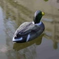 thumbnail image 6 of 1 Pcs Realistic Floating Mallard Duck Decoy for Hunting Garden Decor, Plastic Simulation Duck for Outdoor Use, 6 of 8