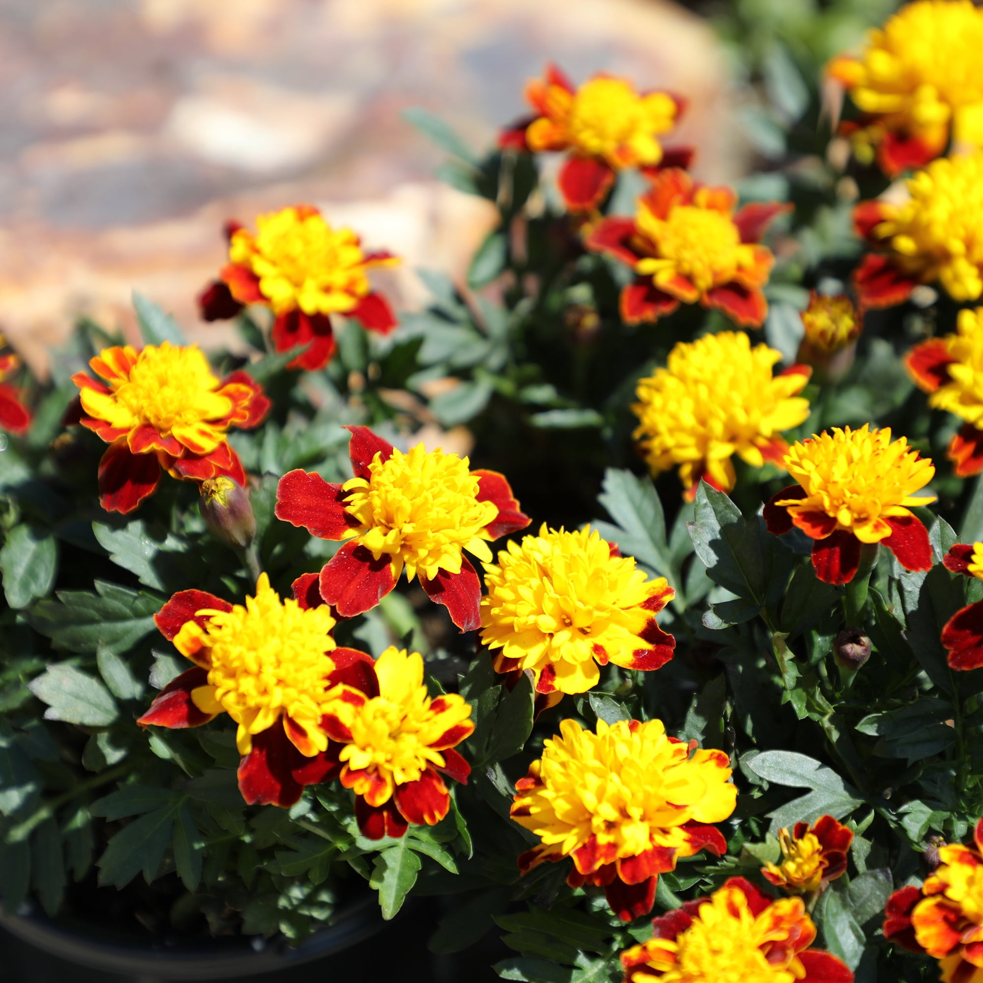 Altman Plants Red French Marigold 4-Pack, Marigolds, Spring Flowers, 4" Pots, Annuals, Full Sun
