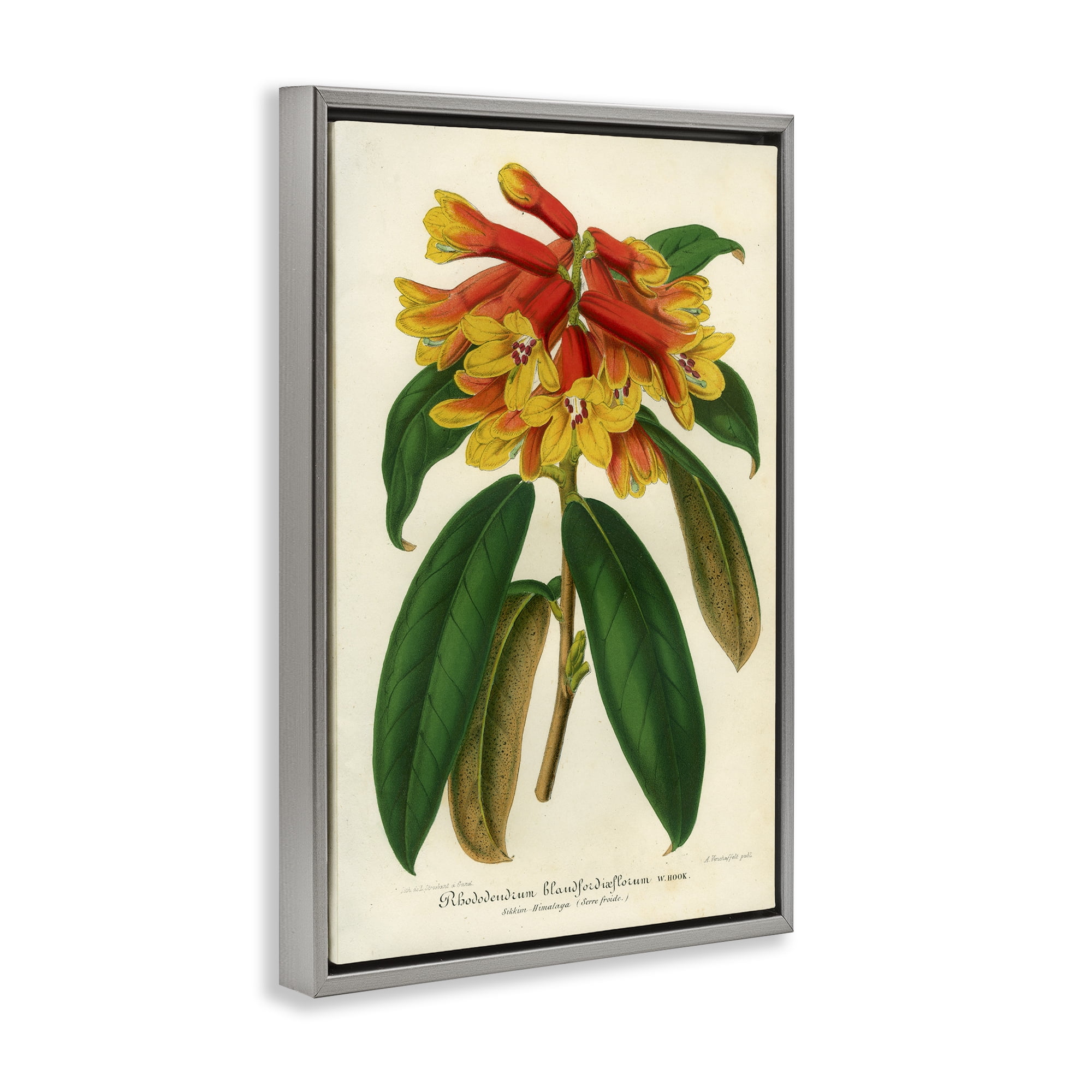 Stupell Industries Orange Yellow Rhododendron Gray Framed Floater Canvas Wall Art, design by Print Collection