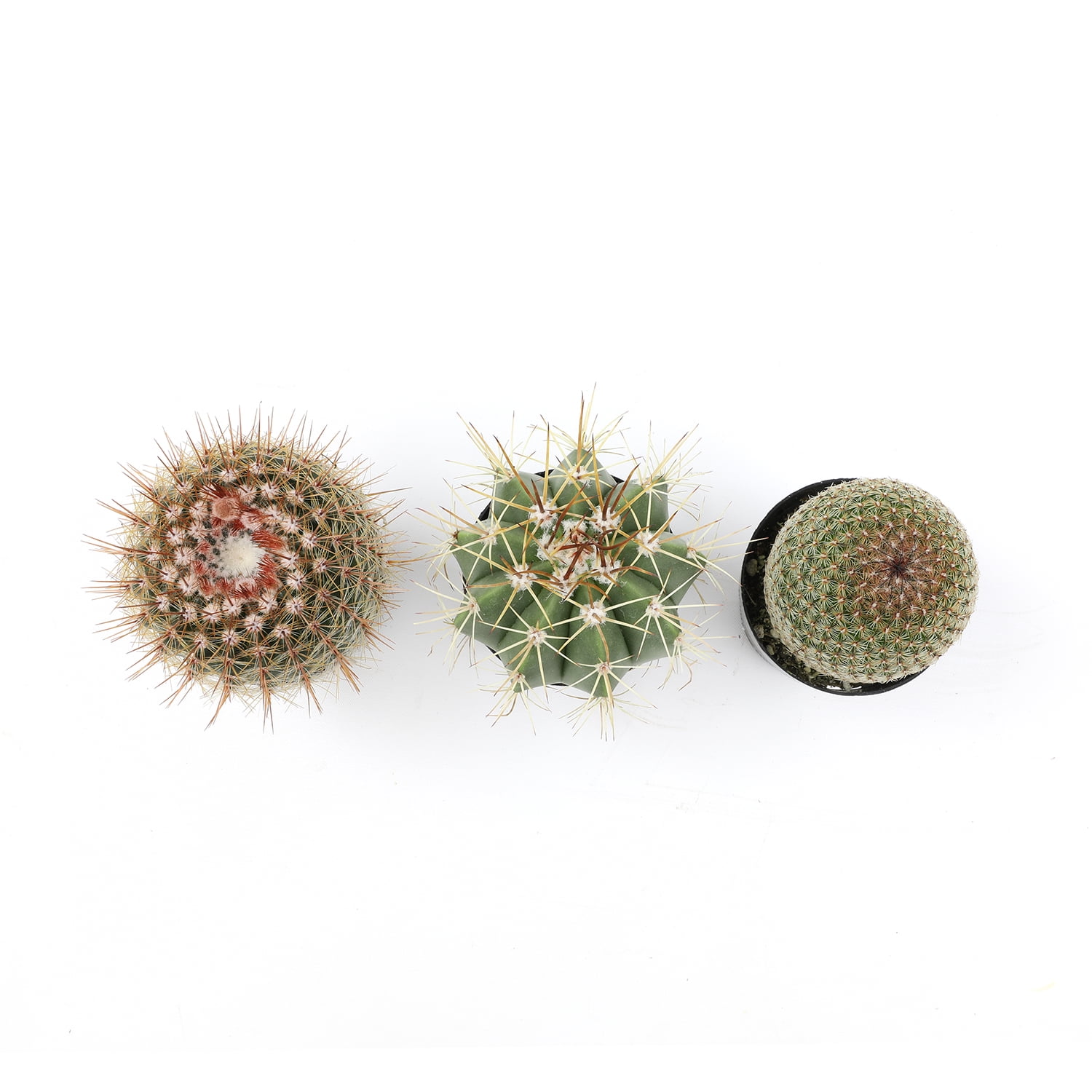 Altman Plants 2.5 Altman Plants 2.5