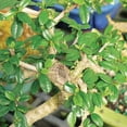 thumbnail image 5 of Artisans Bonsai Nursery Fukien Tea - 25 cm, 5 of 5
