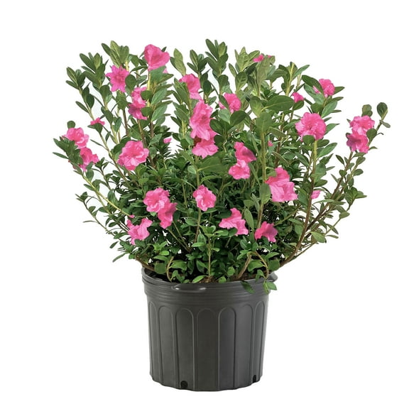 Azalea Herbert Live Shrub
