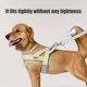 thumbnail image 4 of RKSTN Polyester Dog Leash Rope Width 1.5cm Dog Leash Blue, 4 of 6