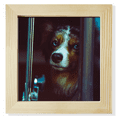 thumbnail image 1 of dog pet animal lly picture Square Picture Frame Wall Tabletop Display, 1 of 3
