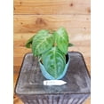 thumbnail image 2 of Syngonium Frosted Heart, 4" Plant, The Plant Farm, 2 of 2
