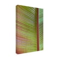 thumbnail image 4 of Trademark Fine Art 'Leaf Texture VI' Canvas Art by Cora Niele, 4 of 4