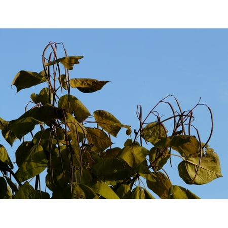 - LAMINATED POSTER Ornamental Tree Light Green Pods Catalpa Fruits Poster Print 24 x 36