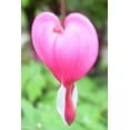 10 BLEEDING HEART PINK Old Fashioned Dicentra Formosa Shade Flower