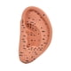 thumbnail image 4 of Modelo de acupuntura de oído Reflexología ACUPOINTER Aprendizaje Muestra de estudio multifuncional Accesorios escolares de ACUPOINT ACUPOINT AURICULAR 22 cm, 4 of 8