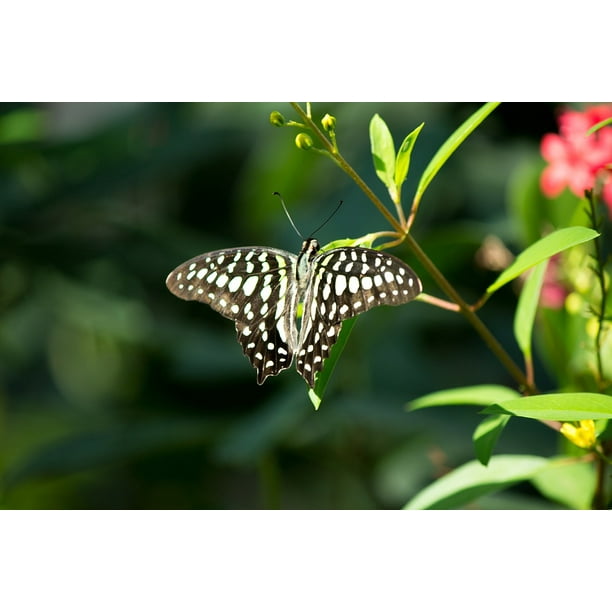 Wings Delicate Butterfly Fly Butterflies Nature 12 Inch By 18 Inch Laminated Poster With Bright Colors And Vivid Imagery Fits Perfectly In Many Attractive Frames Walmart Com Walmart Com