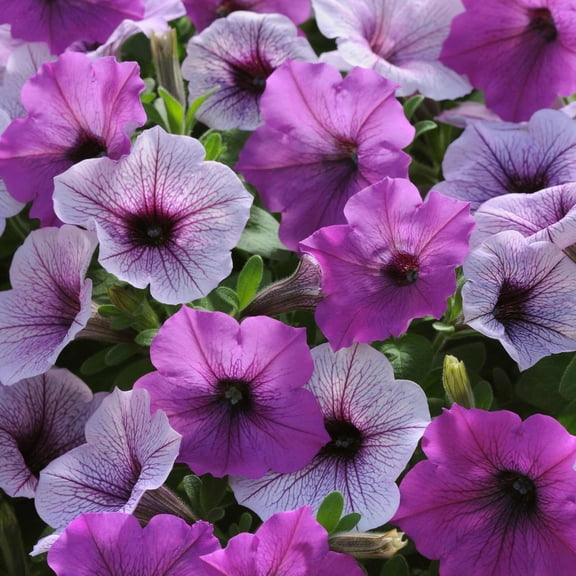 Easy Wave Series Petunia Plum Pudding Mix Color ~10 Seeds – Trailing Annual – Non-GMO, Pelleted – 98-105 Days – Hanging Basket & Bedding Flower – Full Sun – Multicolor Options