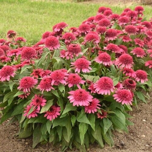 Raspberry Beret Coneflower Seeds, 50 Count, Echinacea Perennial Flower Seeds, USA