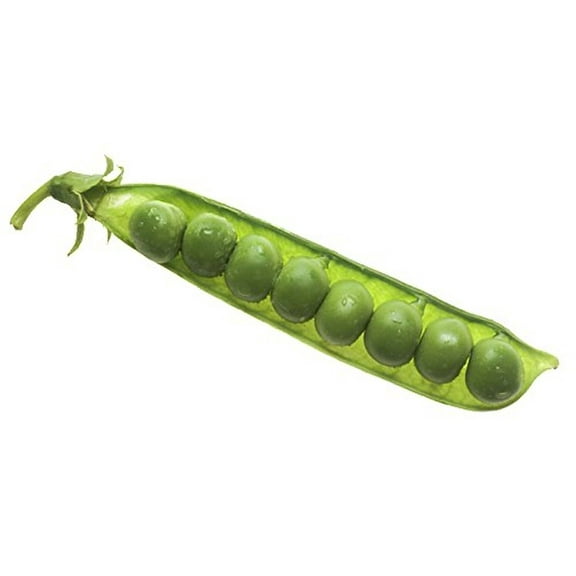 Pea Thomas Laxton Great Heirloom Vegetable by Seed Kingdom 5 Lb Seeds