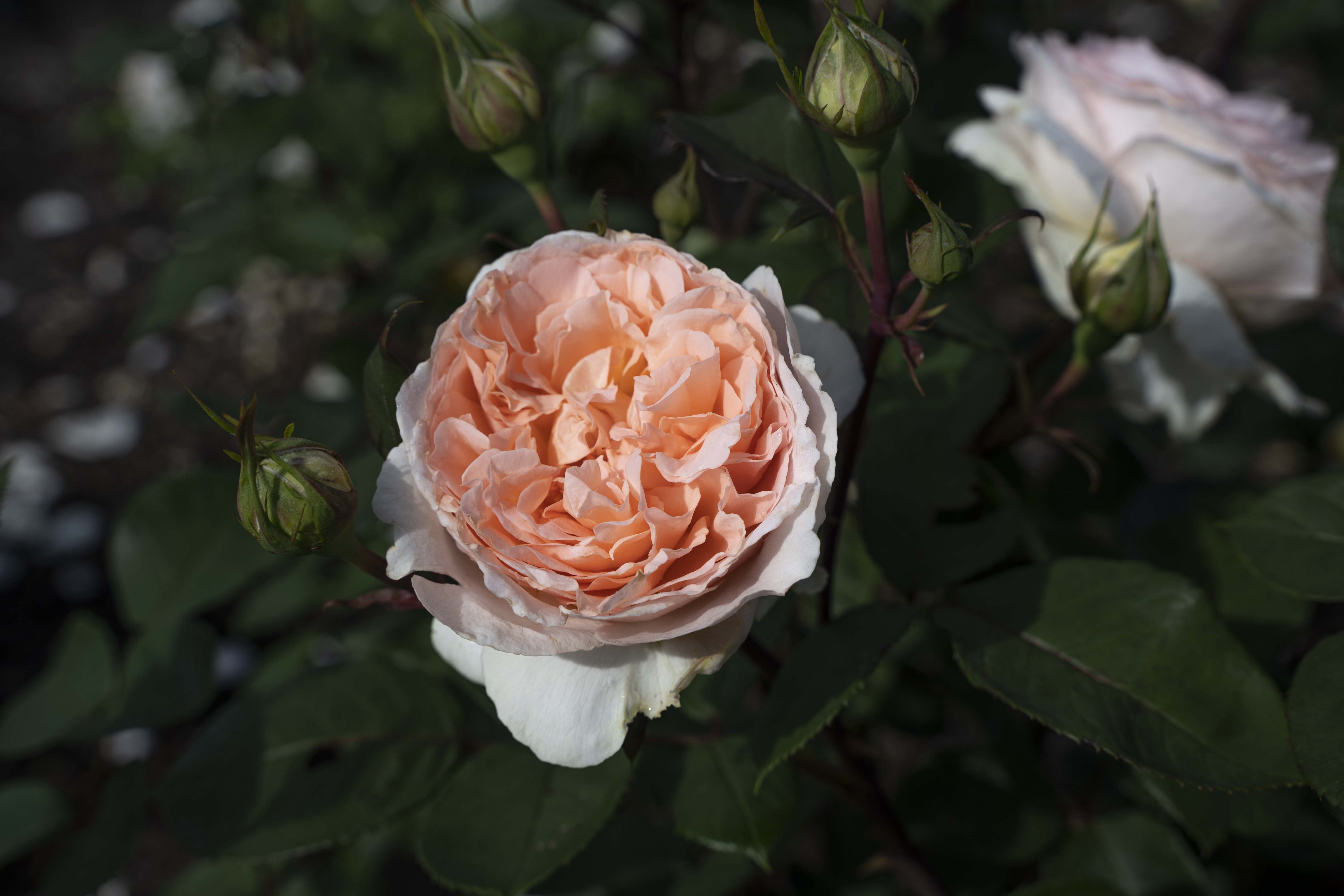 Scentables™ Parfuma® Bliss Hybrid Tea Rose - Peach Blooms - Live Plants - 2 Piece