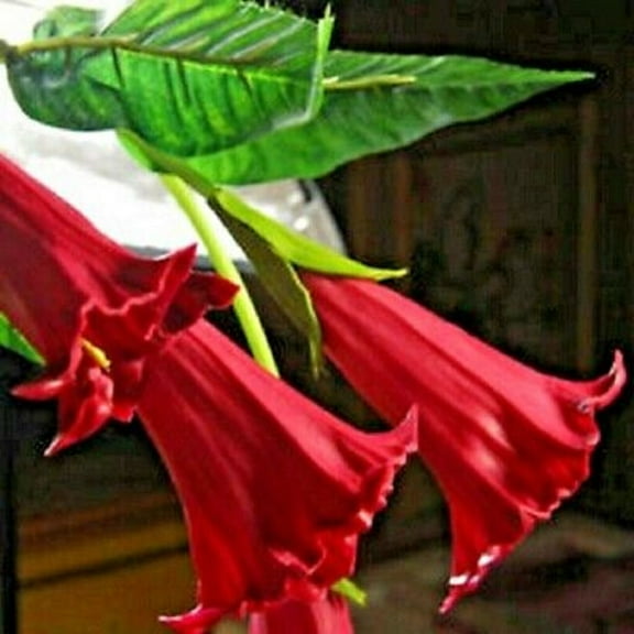 10 Candy Red Angel Trumpet Seeds