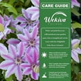 thumbnail image 2 of Clematis Nelly Moser - Live Plant in a 4 Inch Growers Pot - Bold and Beautiful Starter Flowering Vine Ready for The Garden, 2 of 6
