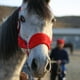 thumbnail image 4 of Cabestro de caballo acolchado suave Cob, rienda, cabezada ecuestre, cabezada, equipo ecuestre Rojo M, 4 of 5